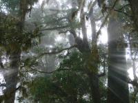 El Sendero de los Quetzales