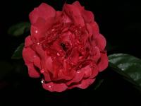 Rosa en el Jardín de mi Mamá