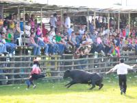 Fiesta de Toros durante La Candelaria - Patronales de Bugaba