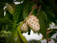 Noni