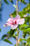 Flor de Papo