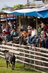 "La Barrera" en las Fiestas de la Candelaria