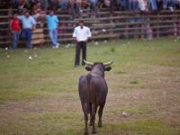 Torero retando al Toro - Fiestas de la Candelaria