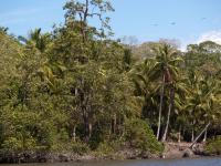 Vegetación en el estero - Estero Rico