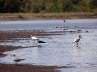 A orillas del estero - Marea baja en Estero Rico