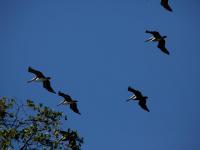 Aves de Manglar - Estero Rico