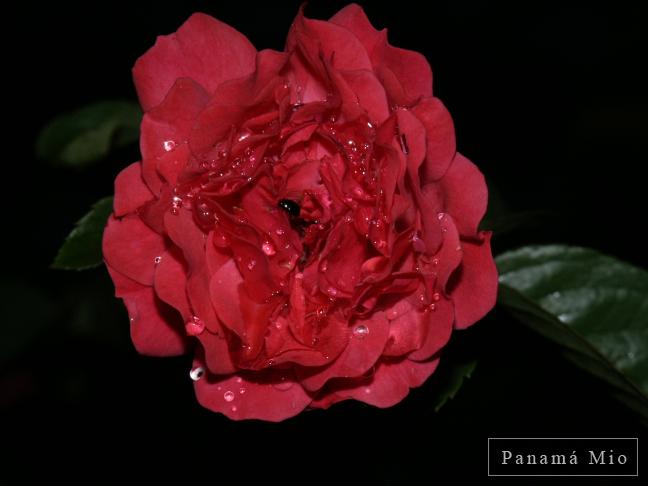 Rosa en el Jardín de mi Mamá