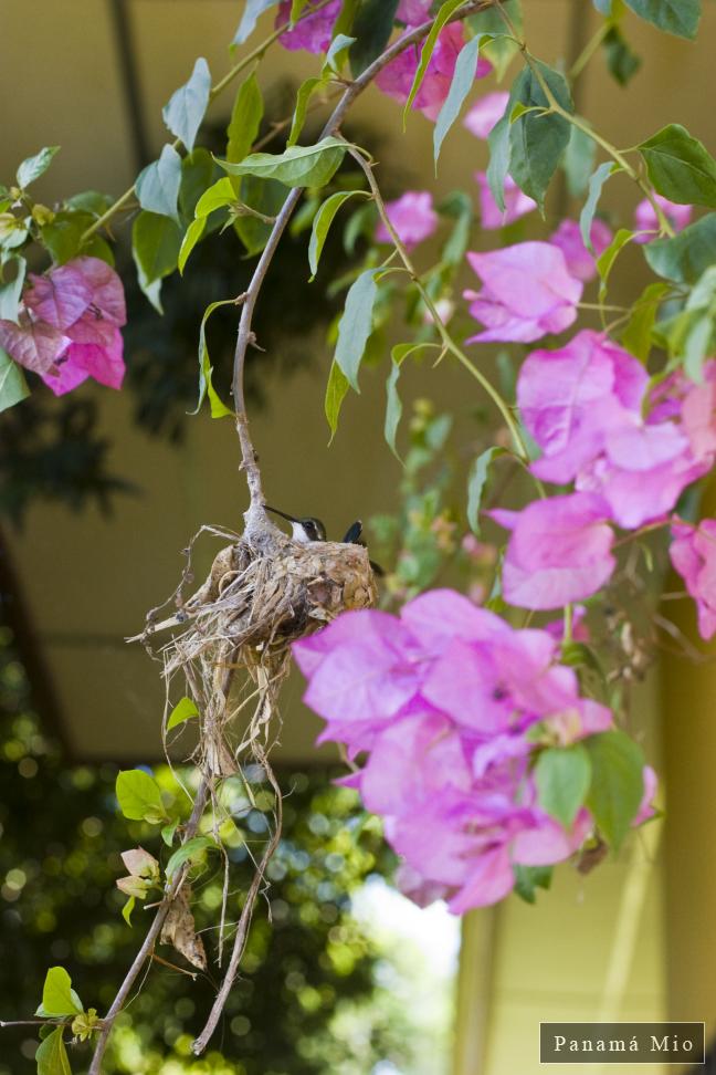 Colibrí en su Nido