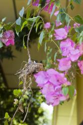 Visita Flor en su Nido