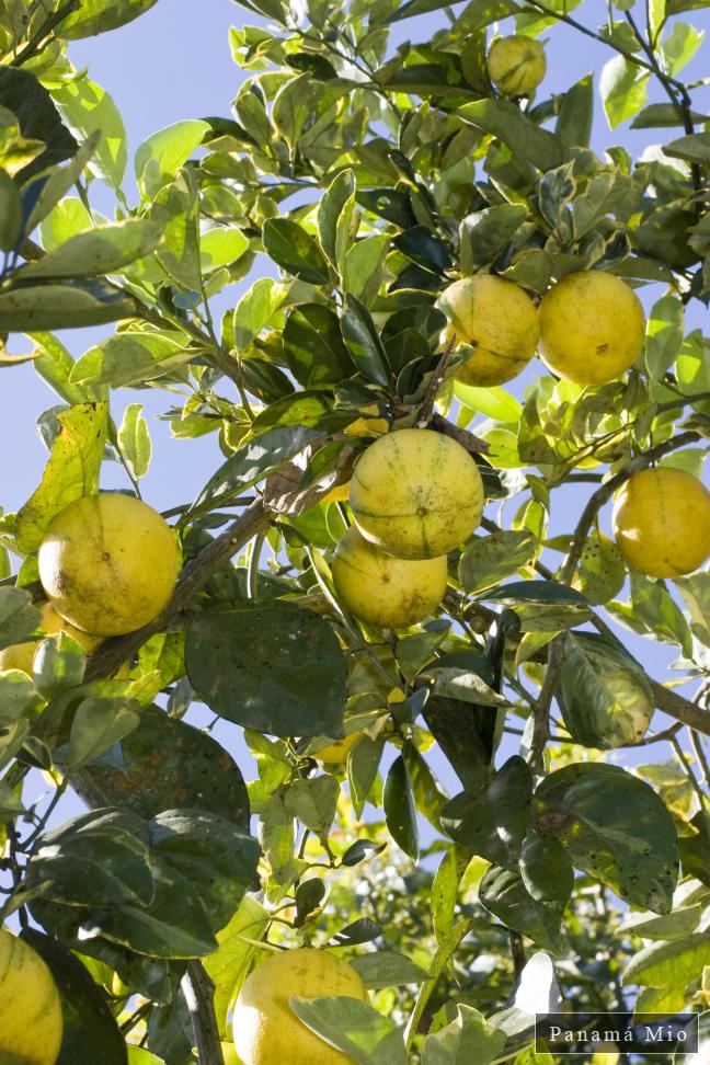 Naranjas