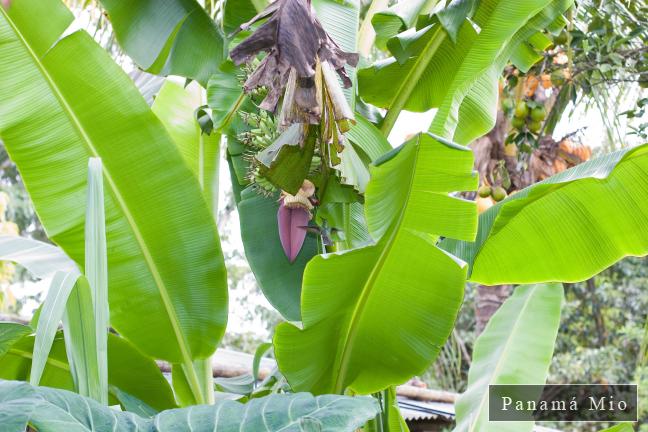 Planta de plátanos