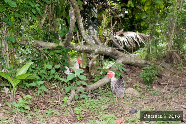 Gallinas