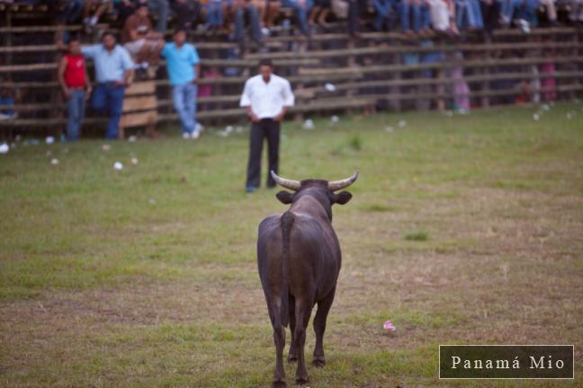 Torero retando al Toro - Fiestas de la Candelaria