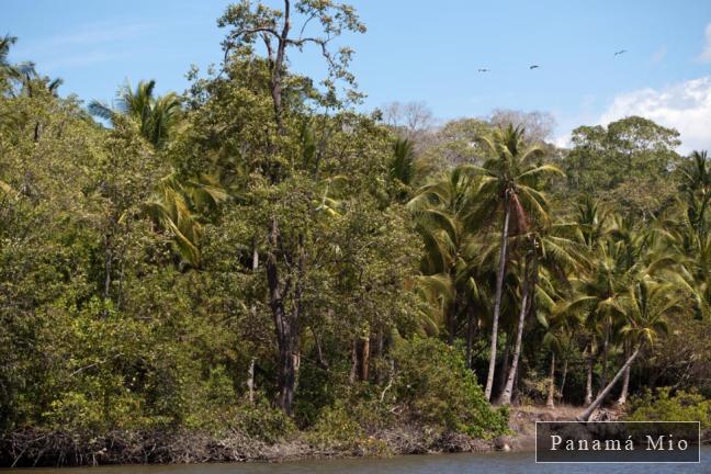 Vegetación en el estero - Estero Rico