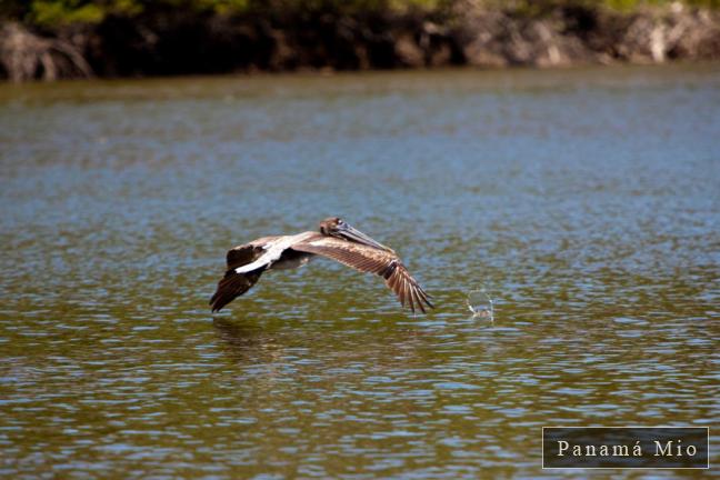 Pelícano pescando