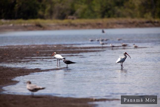 A orillas del estero - Marea baja en Estero Rico