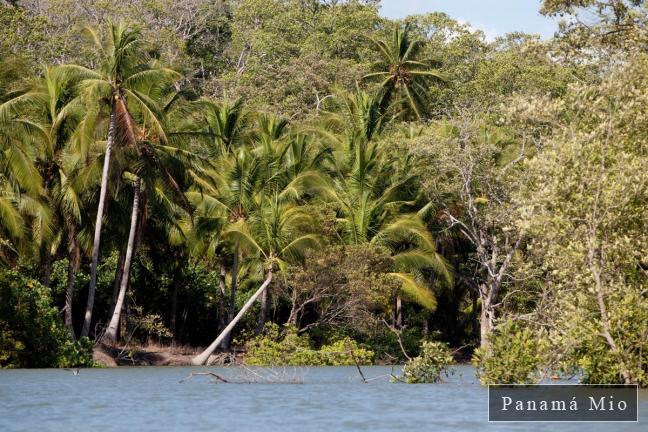 El Estero en Marea Alta - Estero Rico