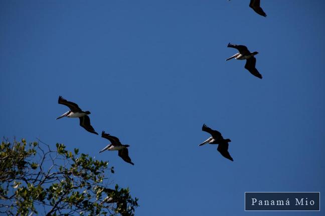 Aves de Manglar - Estero Rico