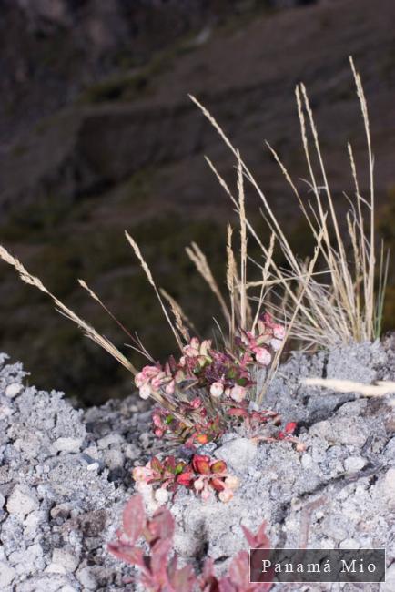 Flora de Volcan Baru